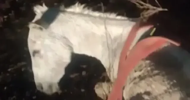 Hatay da itfaiyeden seferberlik: Balçığa saplanan eşek vinçle kurtarıldı VİDEO İZLE
