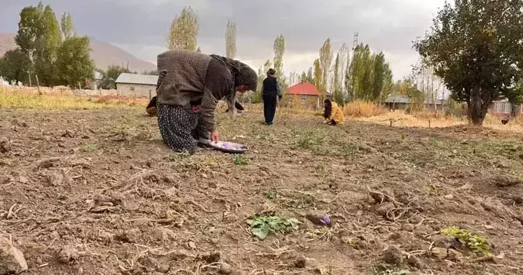 Kilosu 600 bin TL’ye kadar çıktı! Hakkari’de ilk hasat