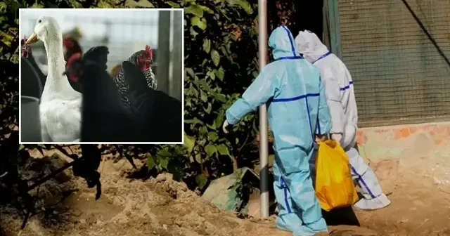 Japonya da kuş gribi alarmı: Yaklaşık 460 bin tavuk itlaf edilecek Asya Haberleri