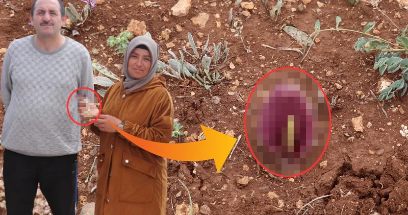 Yer Karaman... Mantar toplayan kadın, dünya tarihine geçen bir keşif yaptı!