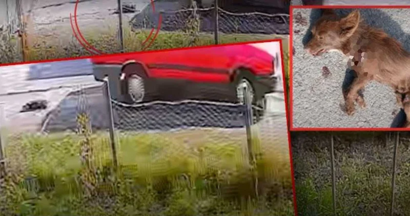 Samsun’da vahşet! Köpeği otomobilin arkasına bağlayıp sürükleyerek katletti