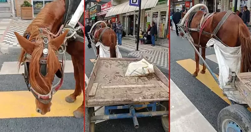 Yaya geçidine park edilen at arabasının sahibine 993 lira ceza