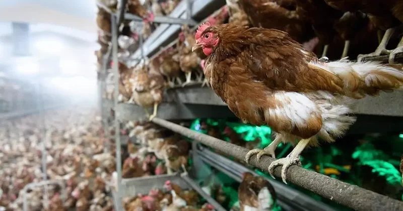 Kuş gribi yeniden patlak verdi! Ülkede 460 bin tavuk itlaf edilecek