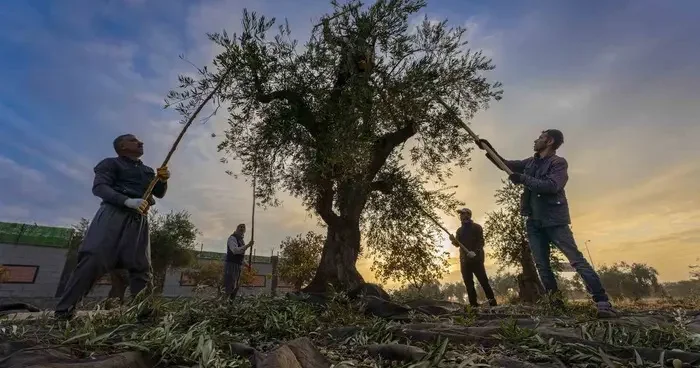 Gaziantep ve bölgede zeytin hasadı başladı