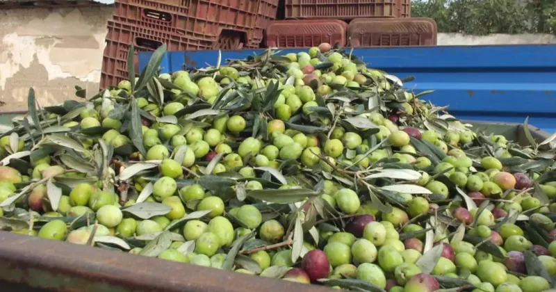 Yeşil zeytin hasadı başladı! Kilosu 80 lira