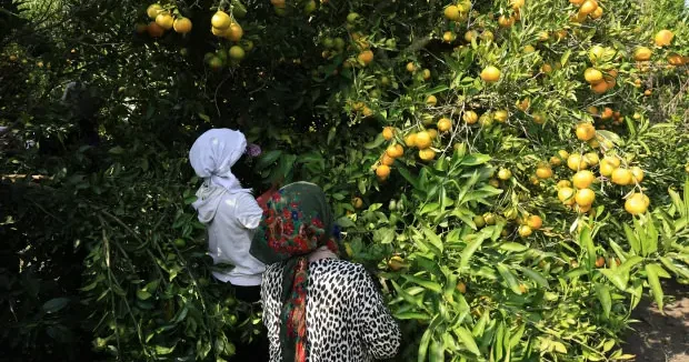 Adana haberleri Adana da tarladaki mandalinanın kilogramı 3 liraya düştü 22 Ekim 2026