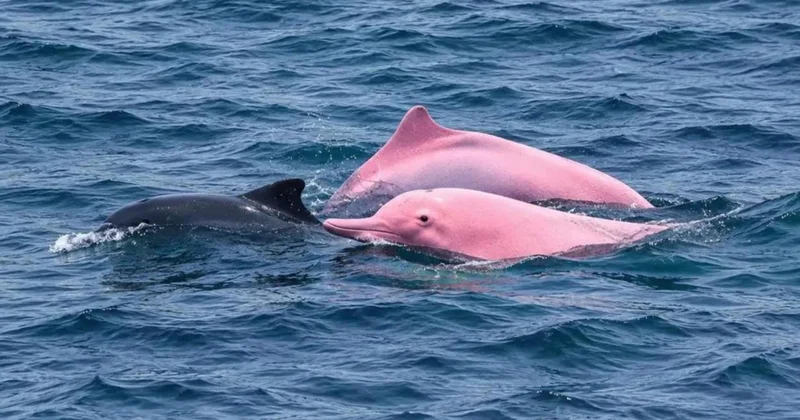 Nadir görülen pembe yunuslar Umman kıyılarında ortaya çıktı