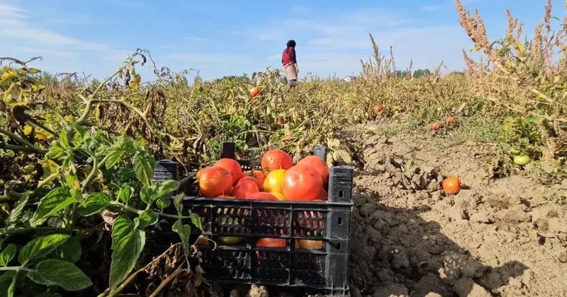 Domates 20, biber ve patlıcan 30 lira! Vatandaşlar akın akın buraya gidiyor