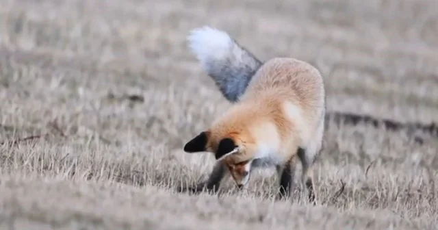 Ardahan da kızıl tilkinin fare avı Ardahan Haberleri