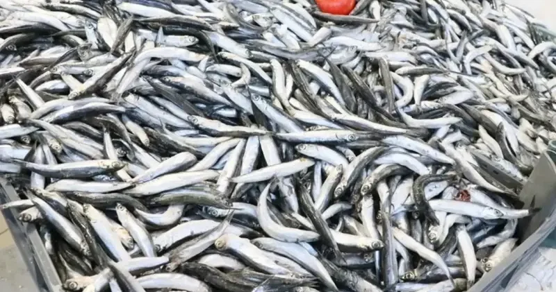 Su sıcaklığının düşmediği Karadeniz de hamsi soğuk sulara yöneldi Samsun Haberleri