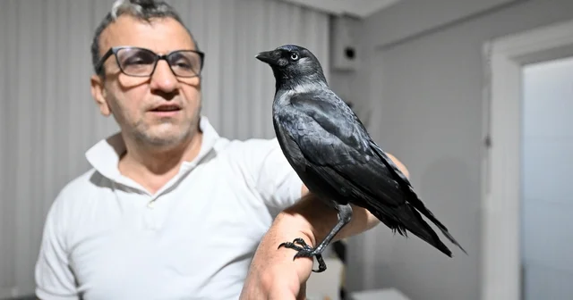 Sahiplendiği karga Kömür en yakın dostu oldu Düzce Haberleri