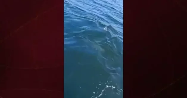 Temizlenen İzmit Körfezi’nde yunusların dansı kameralara yansıdı