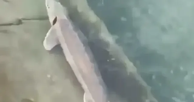 Meriç Nehri nde yakalanan mersin balığı koruma altına alındı VİDEO İZLE