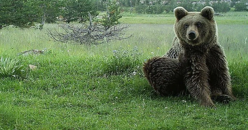 Ayı öğrenci ve öğretmenlere saldırdı: 11 yaralı