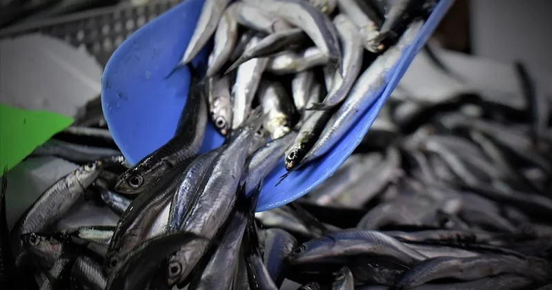 Karadeniz de sular ısınınca hamsi rota değiştirdi Sözcü Gazetesi