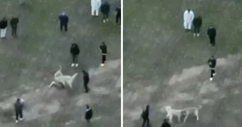 Köpek Dövüştüren 12 Kişi Gözaltında