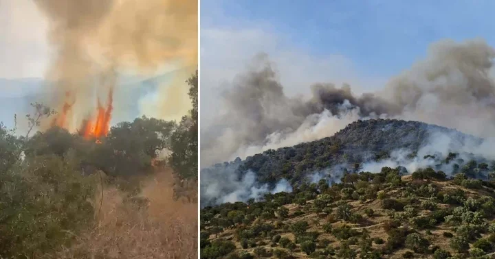 Son dakika... Aydın da orman yangını! Rüzgarın etkisiyle yayıldı