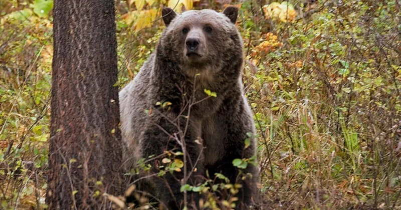 Okul gezisine çıkan öğrencilere ayı saldırdı: 2 si ağır 4 yaralı Sözcü Gazetesi