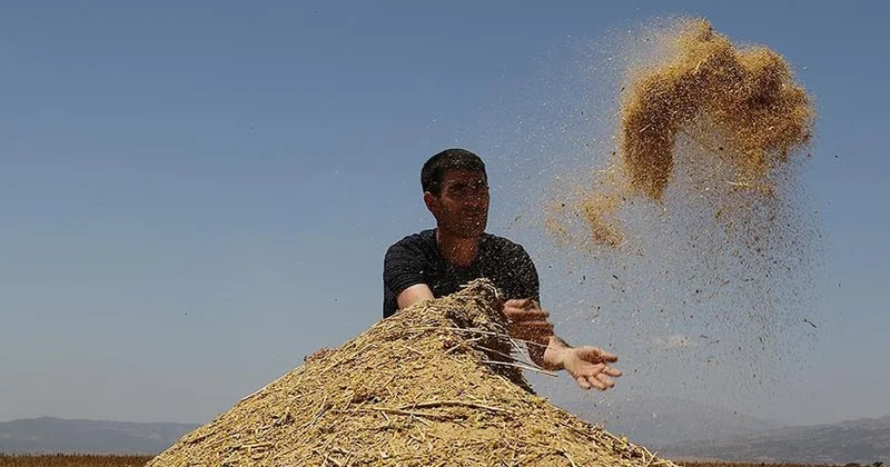 Çiftçilerin yeni gözdesi: Bahçesine eken hasat zamanı paraya para demiyor, bakım gerektirmiyor Sözcü Gazetesi