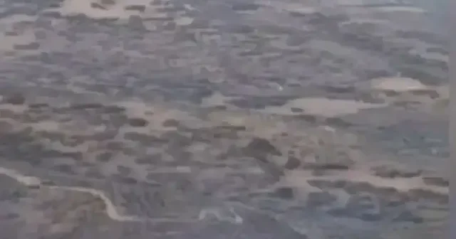 Aydın da çıkan orman yangını kontrol altında: Ciğerlerimizi yakan ihmale anında gözaltı VİDEO İZLE