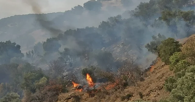 Bozdoğan da orman yangını Aydın Haberleri