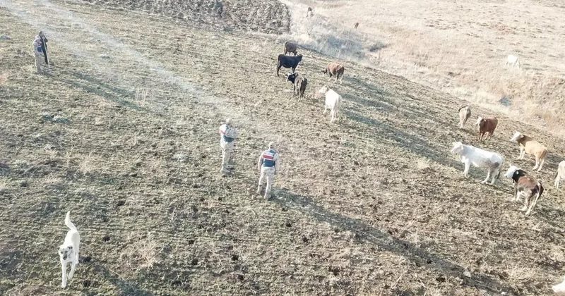 Refahiye’de kaybolan hayvanlar bulunarak sahibine teslim edildi