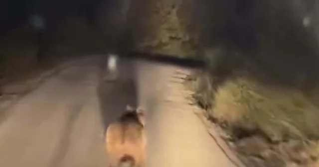 Köy yoluna inen ayı cep telefonu kamerasında Çanakkale Haberleri