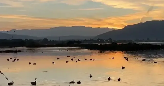 Fethiye de Kuş Cenneti nin sakinleri, fotoğrafçılara renkli kareler sunuyor VİDEO İZLE