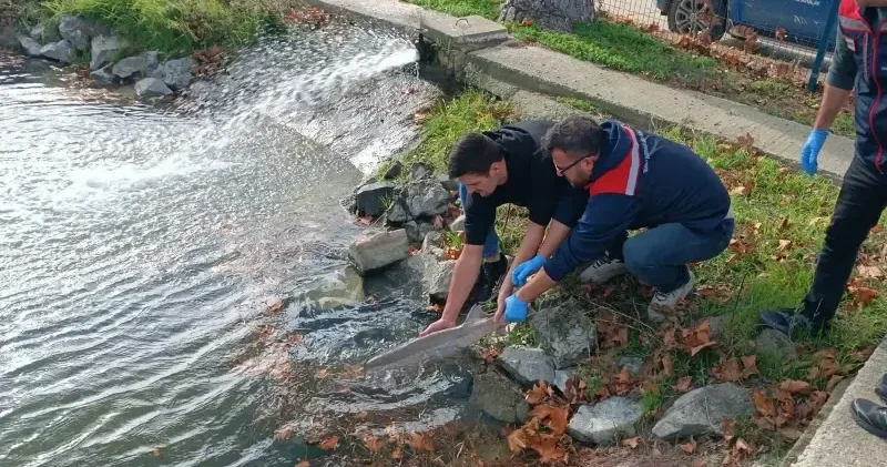 Nesli tükenme tehlikesi altındaki hayvan ağlarına takıldı: Koruma altına alındı Edirne Haberleri
