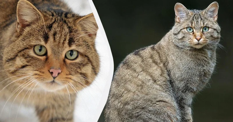 100 yıl sonra yine ortaya çıktılar: Apar topar kısırlaştırılacaklar Sözcü Gazetesi