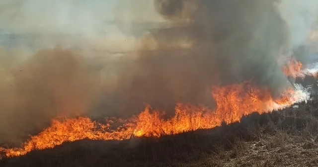 Beyşehir de sazlıklar alev alev yandı Konya Haberleri