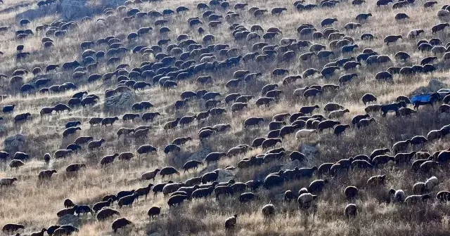 Kars yaylalarındaki göçerlerin dönüş yolculuğu devam ediyor VİDEO İZLE