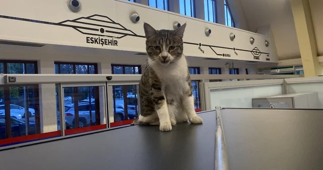 Eskişehir Tren İstasyonu nun müdavim kedileri Oturaklarda uyuyan sevimli kediler yolcuların ilgi odağı Eskişehir Haberleri