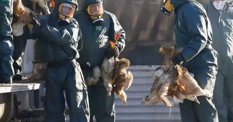 H5N5 kuş gribinin bulaştığı ilk insan öldü