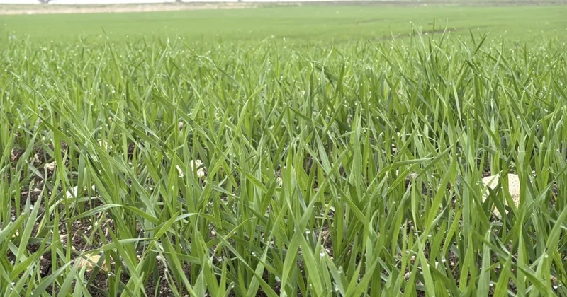 Çiftçilerin buğday ekim mesaisi sürüyor Sözcü Gazetesi