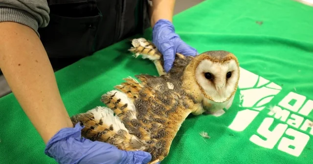 Doğanın şifası Ormanya da: Bu merkez yaban hayvanlarına umut oluyor Kocaeli Haberleri