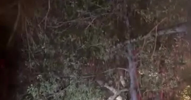 Topunu almak için çıktığı ağaçtan inemeyen çocuğun yardımına itfaiye yetişti Kocaeli Haberleri