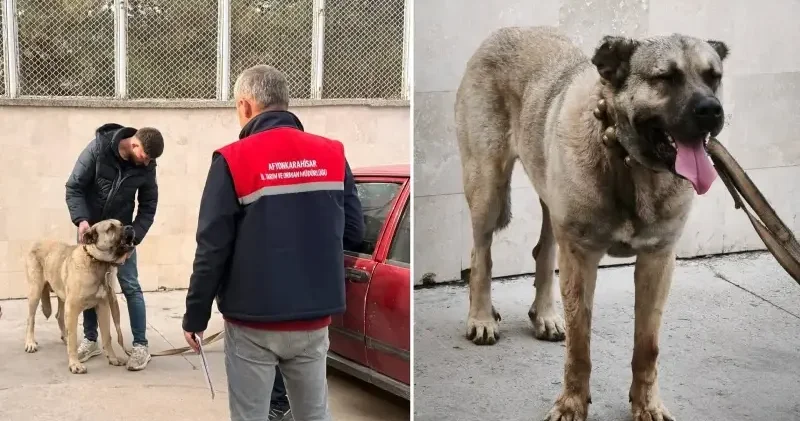 Afyonkarahisar da köpek dövüştüren 12 şüpheli yakalandı Afyonkarahisar Haberleri