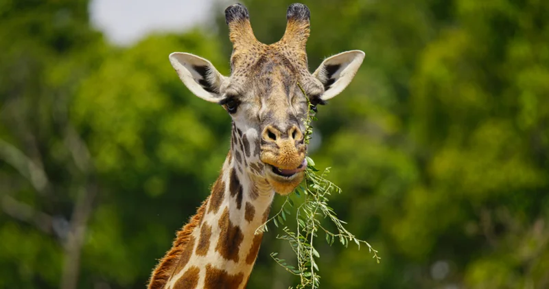 Doğanın uzun boylu mucizesi: Zürafalar hakkında az bilinen gerçekler