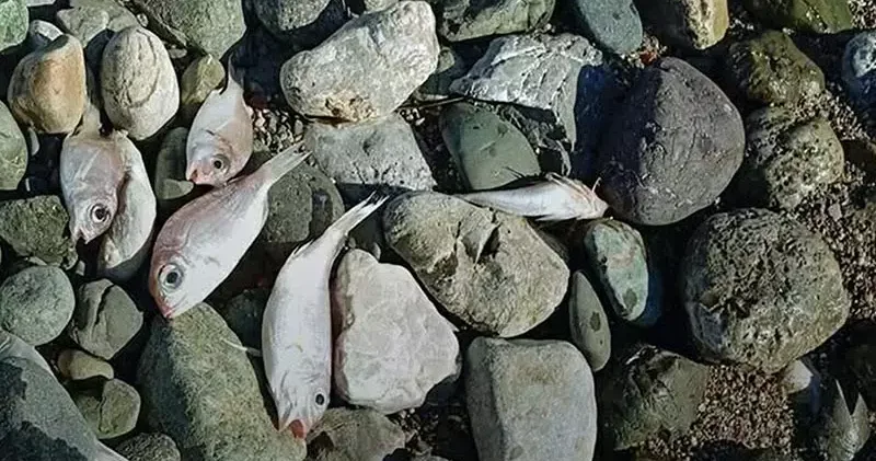 Datça daki sahile vuran balıkların ölüm nedeni kirlilik değilmiş