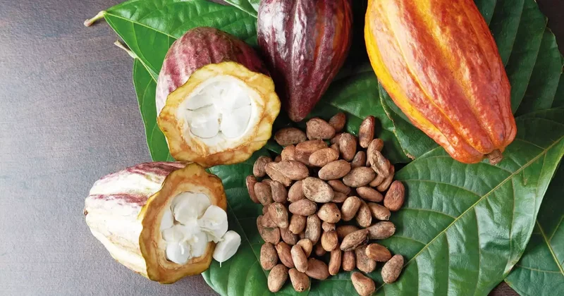 Kakao düştü çikolata direniyor