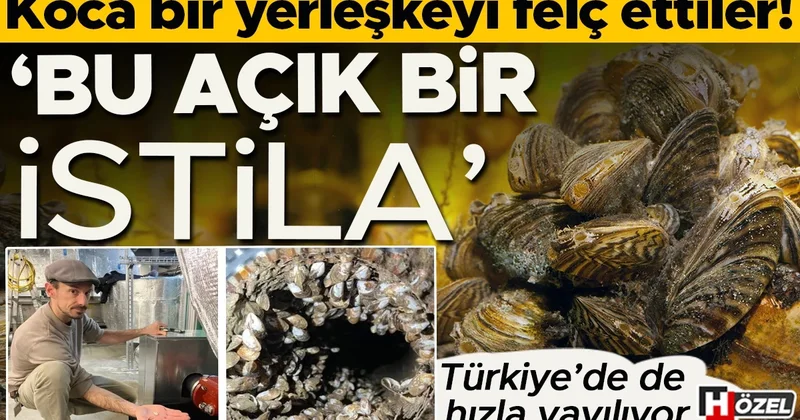 Koca bir yerleşkeyi felç ettiler! ‘Bu açık bir istila’ Türkiye de de hızla yayılıyor, tehlikeleri neler?