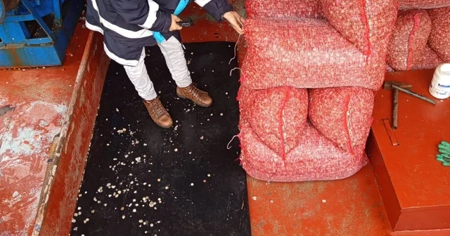 Karadeniz den çıkartılan beyaz kum midyesine sıkı denetim Kastamonu Haberleri