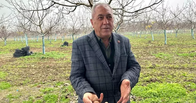 İnegöl de Ceviz Üretimi Gençlerin Umudu Oldu