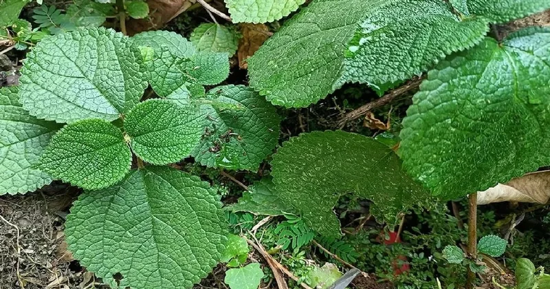 Dünyanın en tehlikeli bitkisi: Dokunan yandı Sözcü Gazetesi