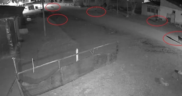 Bayburt ta 5 kurdun köpeği tuzağa çektiği anlar kamerada Bayburt Haberleri