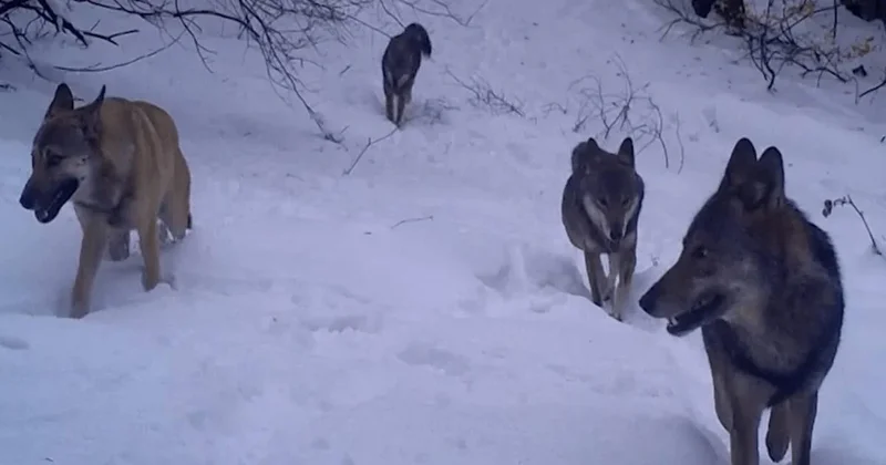 Kurtlar dışında bu sürüngen hayvanlar da sürü halinde avlanıyor: Bilim dünyasını şaşırtan keşif Sözcü Gazetesi