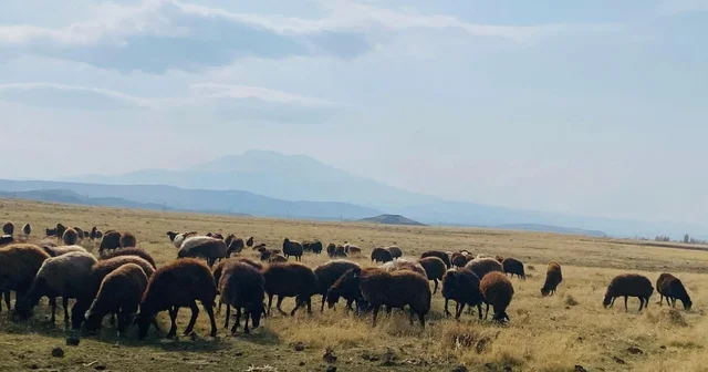 Ağrı da ılıman iklim kış besicilerin yüzünü güldürdü Ağrı Haberleri