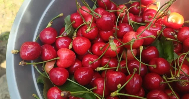 Edirne den Avrupa ya ihraç edilen Çeribaşı kirazı coğrafi işaret tescili aldı Edirne Haberleri