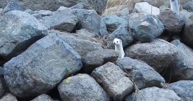 Gelincik rengiyle mevsime ayak uydurdu Erzurum Haberleri
